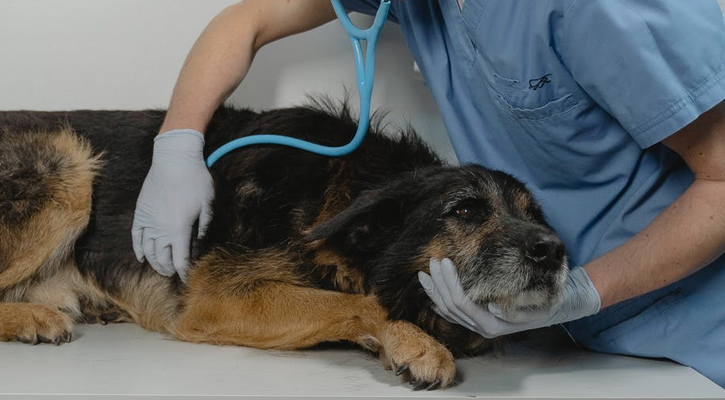 Critical Care for Pets | Hamilton Animal Care