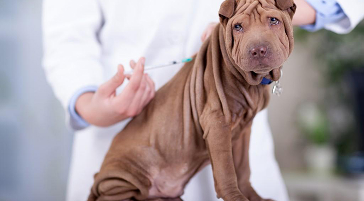 Vaccinations for Pets | Hamilton Animal Care
